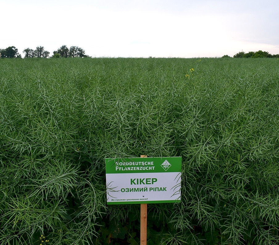 Насіння озимого ріпака Кікер Лембке