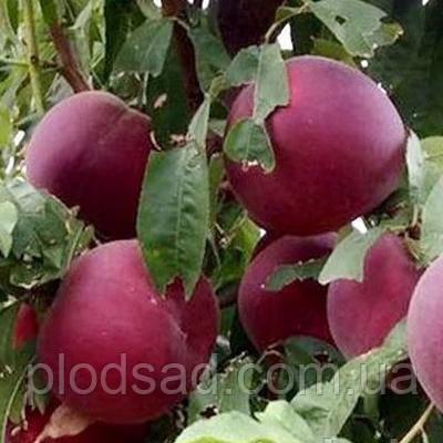 Персик Шугар Тайм