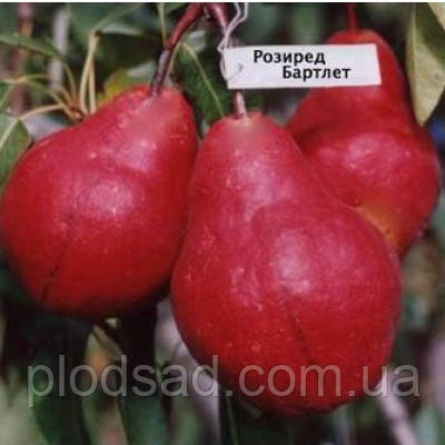 Груша Рози ред Бартлет