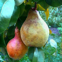 Грушаометр Альфан