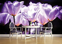 Фотообои в гостиную с камином 368x254 см Цветы - Фиолетовые тюльпаны 1104P8+клей