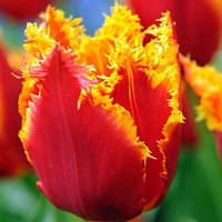 Тюльпан Fabio бахромчатий цибулина (1 шт.)