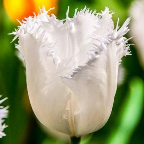 Тюльпан Honeymoon бахромчатий цибулина (1 шт.)