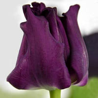 Тюльпан Crown of Negrita хвилястий цибулина (1 шт.)