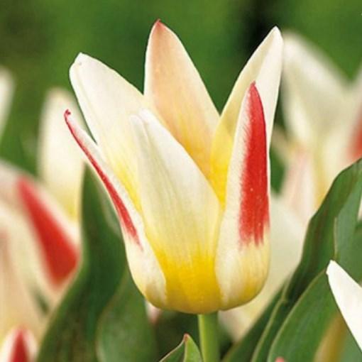 Тюльпан Грейга Johann Strauss цибулина (1 шт.)