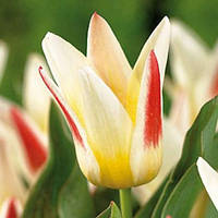 Тюльпан Грейга Johann Strauss цибулина (1 шт.)