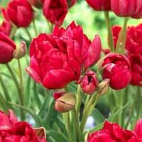 Тюльпан Estatic мультифлора цибулина (1 шт.)