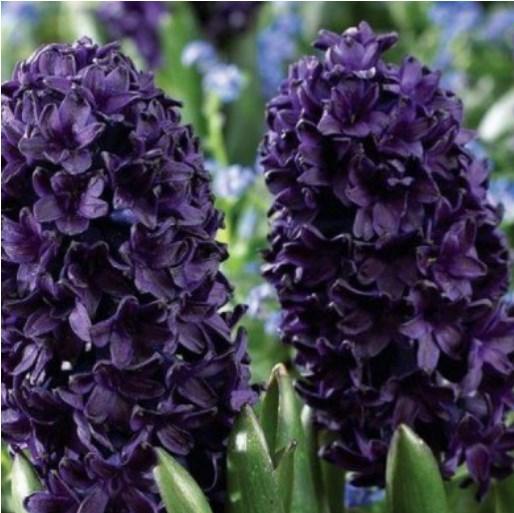 Гіацинт Blue Saphire 14/15 цибулина (1 шт.)