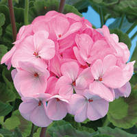 Насіння пеларгонії Ярка F1, 20 шт. (драже), світло-рожева, зональна зеленолиста