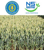 Пшеница озимая НС ФУТУРА семена элита NS SEME Сербия