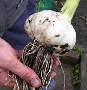 Озимий часник Рокамболь (Гібрид цибулю-часник) 1кг, фото 2