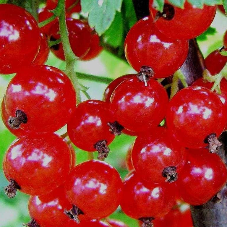 Саджанці смородини червоної Газель - середньо-рання, урожайна, зимостійка