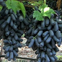 Саджанці винограду АВАТАНАР раннього середнього терміну дозрівання