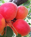 Саджанці абрикоса РОБАДА раннього терміну дозрівання (двохвлінтний), фото 2