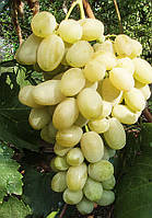 Саджанці винограду Ладанний 2