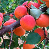 Саджанці абрикоса АДРІАНА середнього терміну дозрівання (дворічний), фото 2