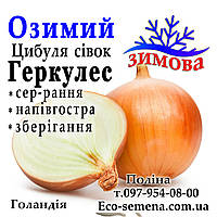 Цибуля сівок озима Геркулес (Hercules), Голландія, 1 кг