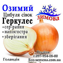 Цибуля сівок озима Геркулес (Hercules), Голландія, 1 кг