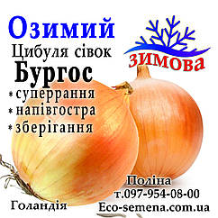 Цибуля сівок озима Бургос (Burgos), Голландія, 1 кг