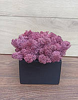 Чорне дерев'яне кашпо з бузковим (пурпуровим) кольором стабілізованого моху