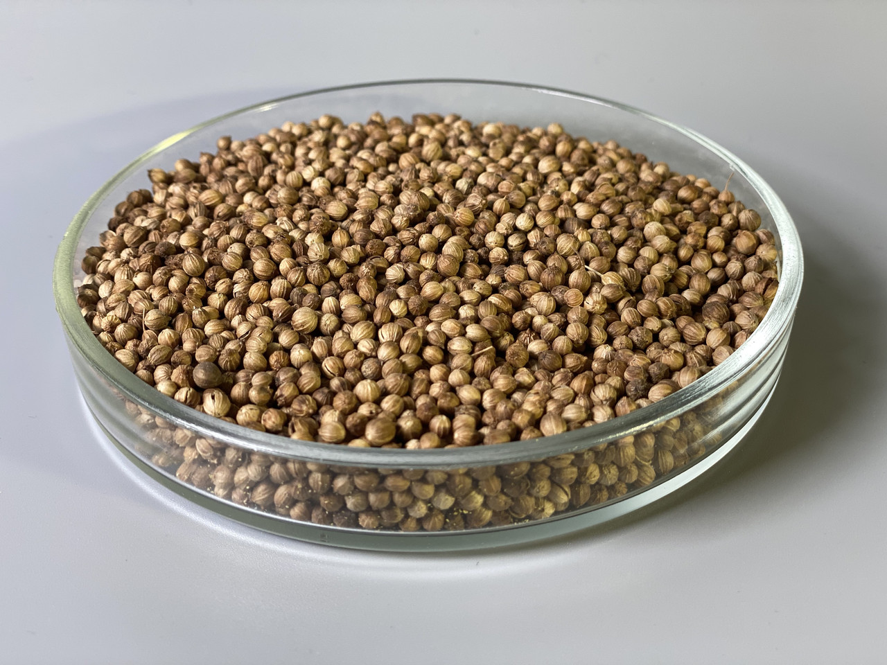 Коріандр насіння мікрогрін екосемена microgreens seeds non gmo certified Вага 1 кг