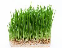 Пшениця насіння мікрогрін екосемена microgreens seeds non gmo certified Вага 1 кг