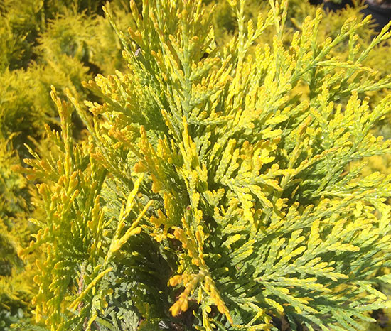 Туя западная Санкист / С3 / h 30-40 / Thuja occidentalis Sunkist - фото 4 - id-p1218933700