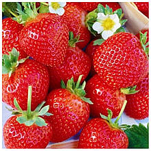 Полуниця Хоней (рання)