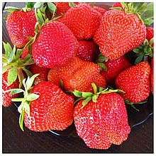 Полуниця Дарселект (середньо-рання)