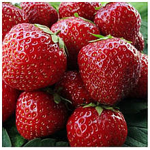 Полуниця Корона (рання)