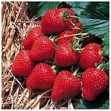 Полуниця Ароза (середня)