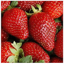 Полуниця Альба (рання)