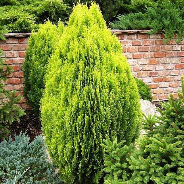 Туя Ауреа Нана Вариегата / h 25-35 / Thuja Aurea Nana Variegata - фото 6 - id-p1219129483