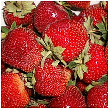 Полуниця  Мармелада (середня)