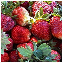 Полуниця Маршал (середня)