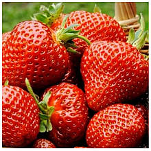 Полуниця Флоренс (пізня)