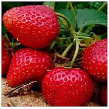 Полуниця Фенелла, Фиона (пізня)