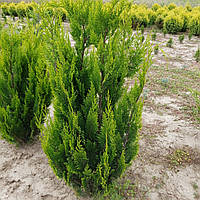 Кипарисовик Лавсона Івон (Chamaecyparis lawsoniana Ivonne) 120-130 cm.