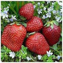 Полуниця Азія (рання)