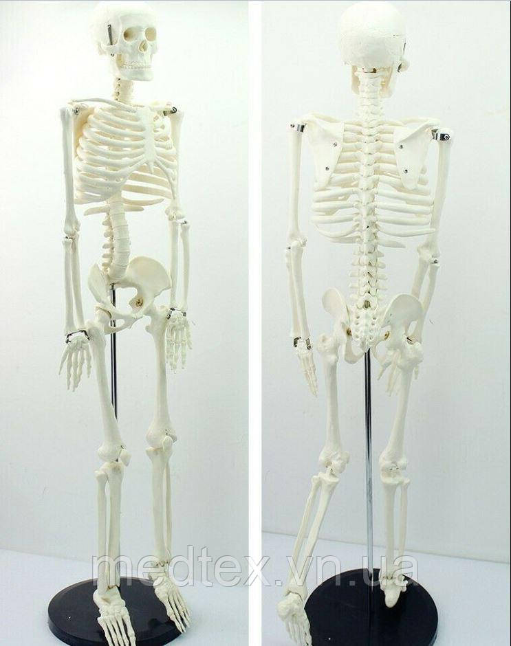 Модель человеческого скелета Enovo 85см - фото 1 - id-p772006632