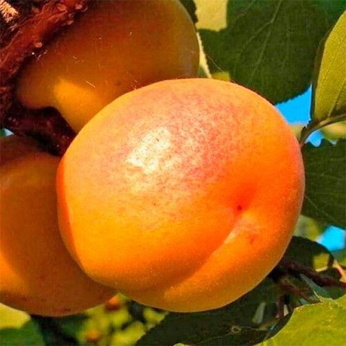 Саженець абрикоса Шедевр, фото 1