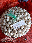 Лук совок Сноубол (Snowball) Голландія, 1 кг, фото 3