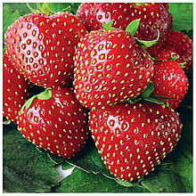 Полуниця Кімберлі (рання)