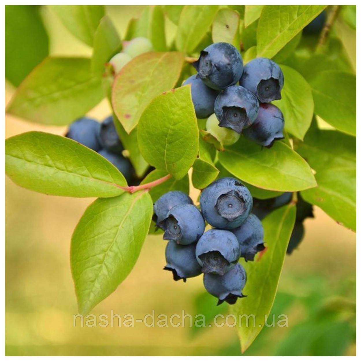 Лохина Аврора (2 роки)