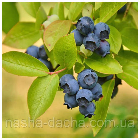 Лохина Аврора (2 роки), фото 1