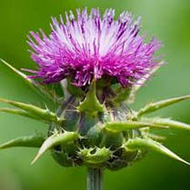 Екстракт розторопші (молочний чортополох) Solgar Milk Thistle 100 капсул, фото 2