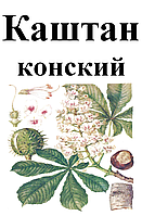 Конский каштан цвет, 35 грамм.