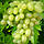 Олія виноградних кісточок водорозчинна 30 мл, фото 2