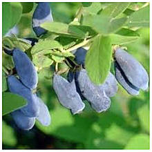 Жимолость їстівна Турчанка 1 рік (середньо-пізня)