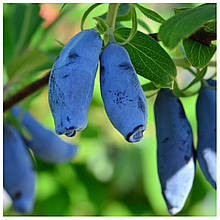 Жимолость їстівна Блакитне веретено 1 рік (рання)
